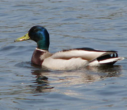 Duck