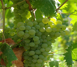 Grapes