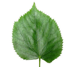 Leaf