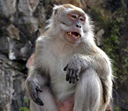 Monkey