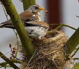 Nest