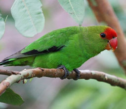 Parrot