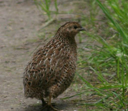 Brown Quail