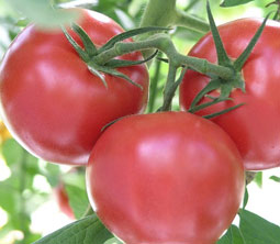 Tomato