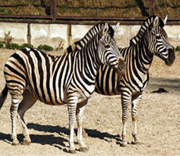 zebra