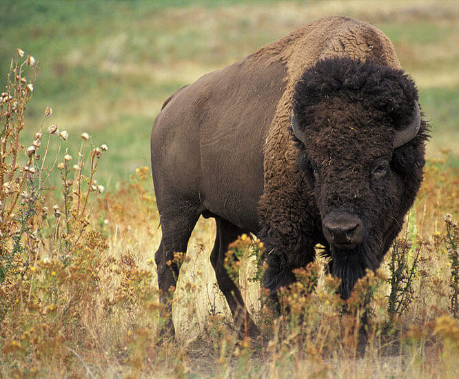 Bison