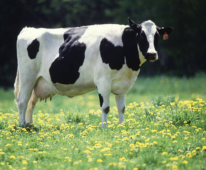 Cow
