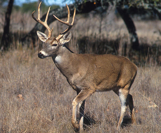 Deer