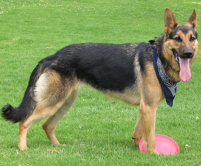 Dog