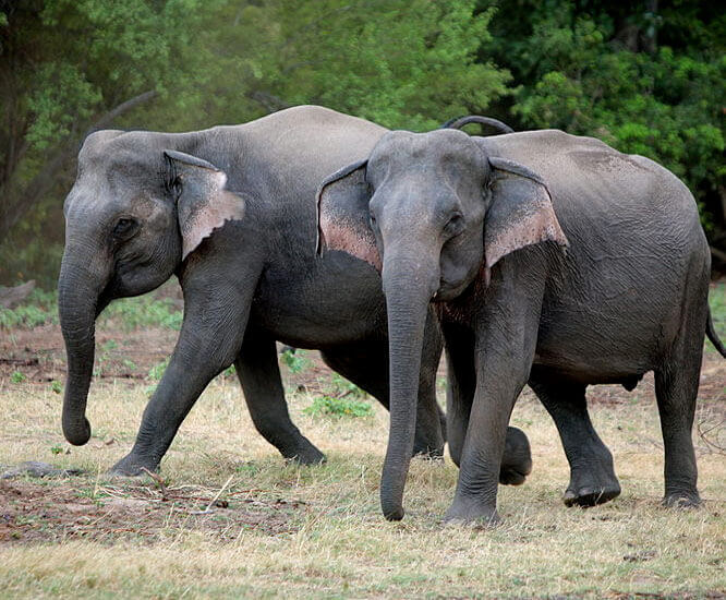 Elephant