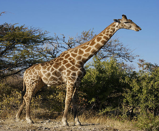 Giraffe