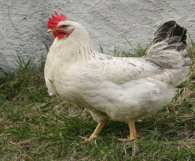 Hen