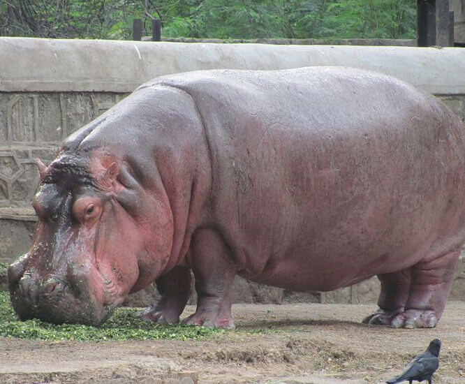 Hippopotamus