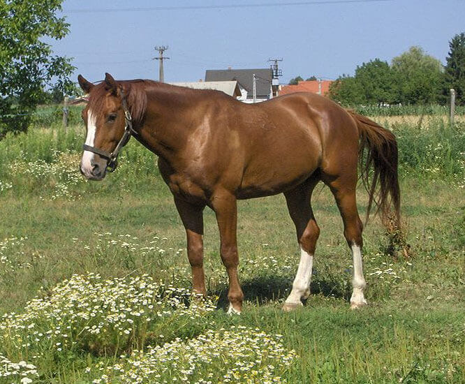 Horse