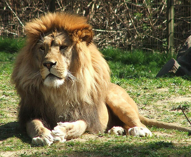 Lion