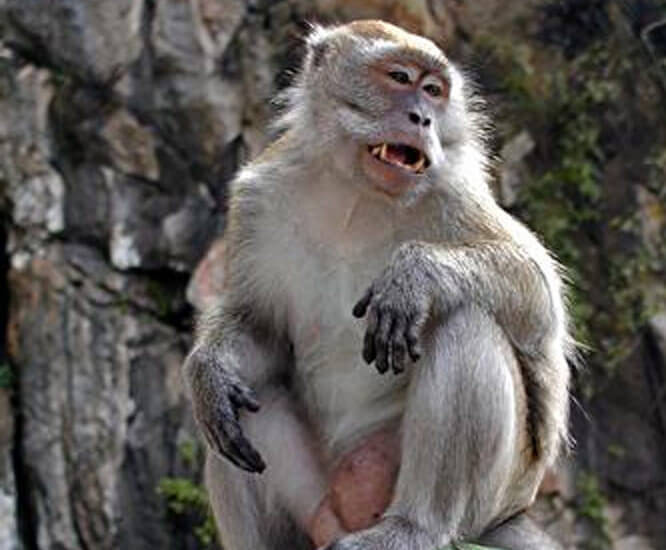Monkey