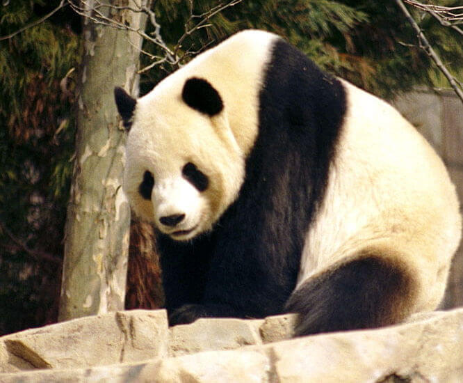 Panda