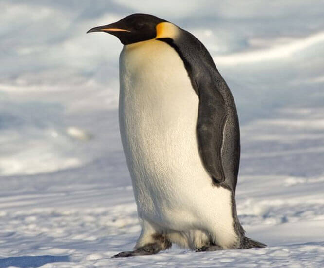Penguin