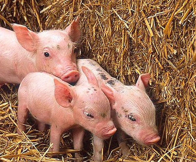Pig