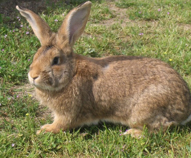 Rabbit
