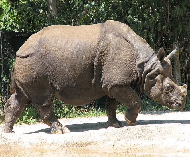 Rhinoceros