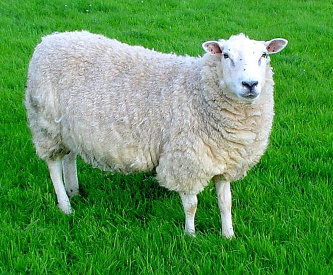 Sheep