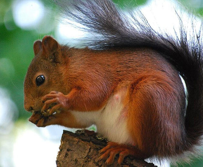 Squirrel