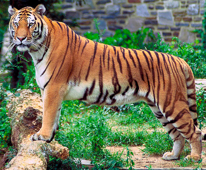 Tiger