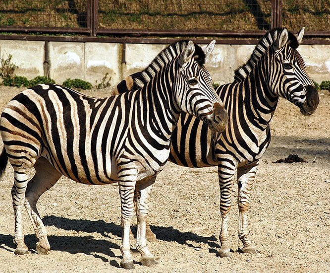 Zebra