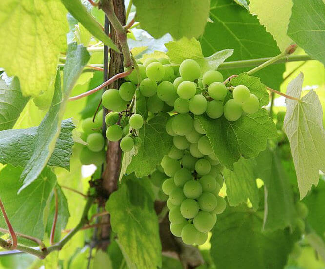 Grapes