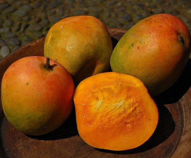 Mango