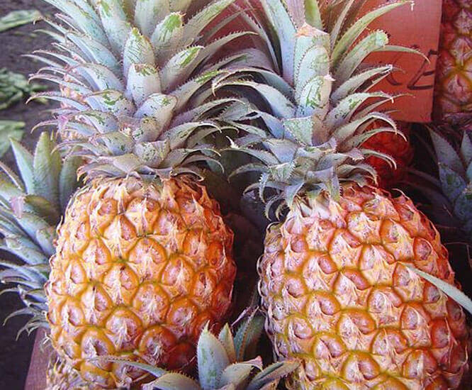Pineapple
