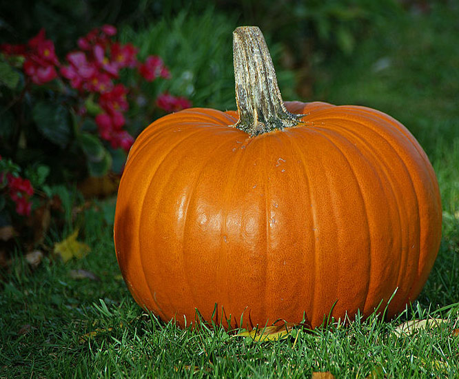 Pumpkin