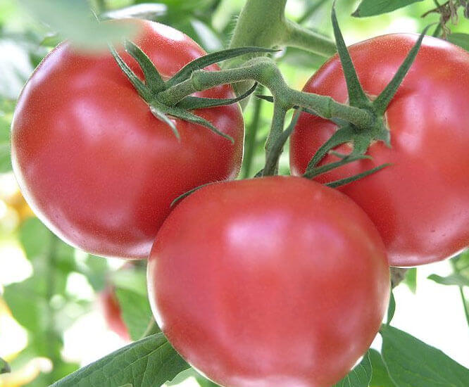 Tomato