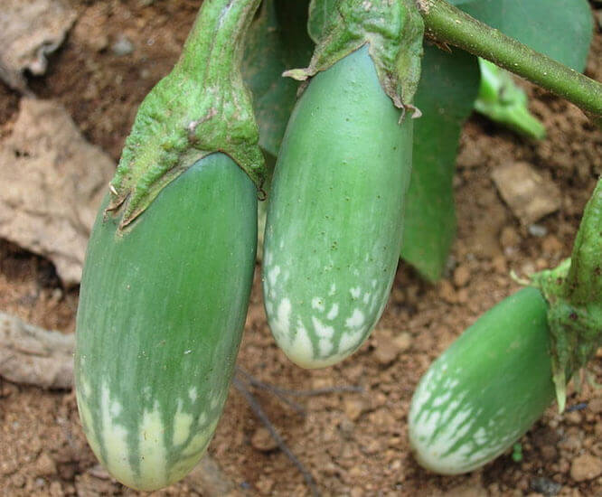 Brinjal