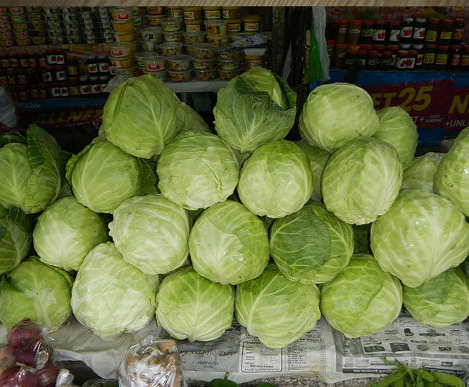 Cabbage