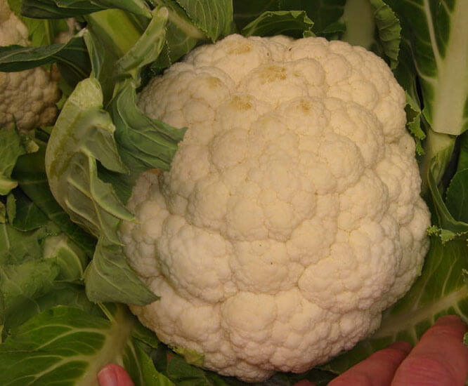 Cauliflower